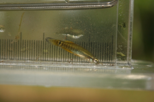 Pygmy killifish (Leptolucania ommata) — Fundulidae — 5