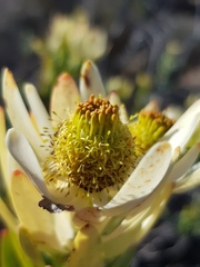 Leucadendron procerum