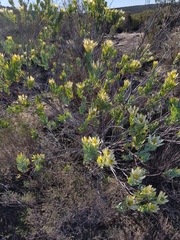 Leucadendron procerum