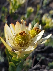 Leucadendron procerum
