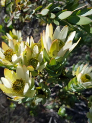 Leucadendron procerum