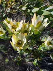 Leucadendron procerum