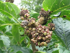 Eleutherococcus sessiliflorus