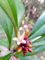 Rubiaceae