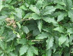 Eleutherococcus sessiliflorus