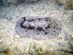 Carminodoris