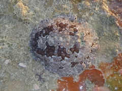 Carminodoris