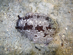 Carminodoris