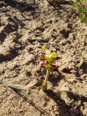 Lachenalia marginata