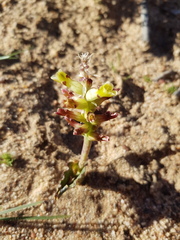 Lachenalia marginata