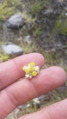 Pseudognaphalium sandwicensium