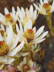 Leucadendron procerum
