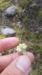 Pseudognaphalium sandwicensium