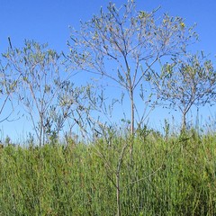 Liparia hirsuta