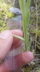 Pseudognaphalium sandwicensium