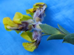 Liparia hirsuta