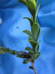 Liparia hirsuta