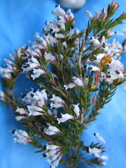 Erica fuscescens