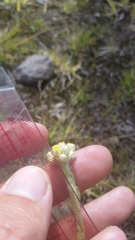 Pseudognaphalium sandwicensium