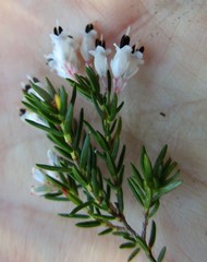 Erica fuscescens