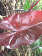 Philodendron hederaceum