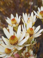 Leucadendron procerum