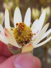 Leucadendron procerum