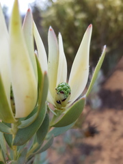 Leucadendron procerum