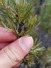 Leucadendron brunioides brunioides