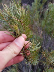 Leucadendron brunioides brunioides