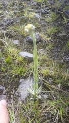 Pseudognaphalium sandwicensium