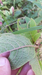 Phytolacca sandwicensis