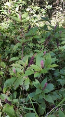 Phytolacca sandwicensis