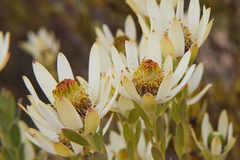 Leucadendron procerum