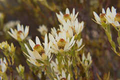 Leucadendron procerum