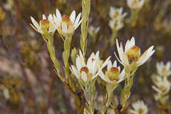 Leucadendron procerum