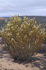 Leucadendron procerum