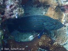 Cephalopholis formosa