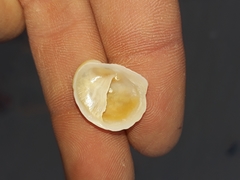 Bostrycapulus pritzkeri