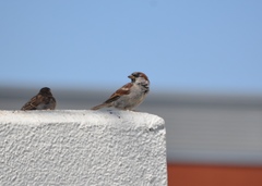 Passer domesticus