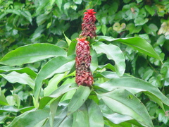 Costus lima