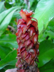 Costus lima