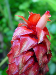 Costus lima