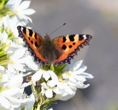 Aglais urticae