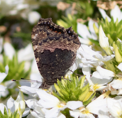 Aglais urticae