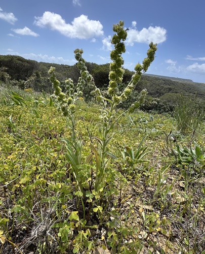 Cynoglossum clandestinum