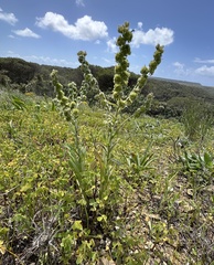 Cynoglossum clandestinum
