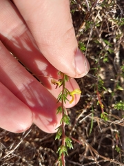 Aspalathus spinosa, photograph (c) De Waal Hugo, some rights reserved (CC BY)