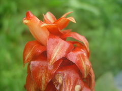 Costus lima