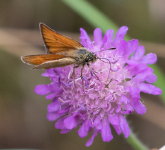 Thymelicus lineola